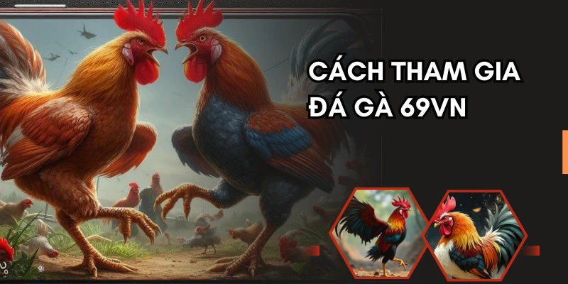 Cách tham gia ván cược đá gà chuẩn trên nhà cái 69VN