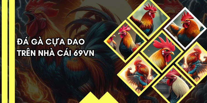 Chọi kê cựa dao chính là thể loại đắt khách nhờ sự kịch tính