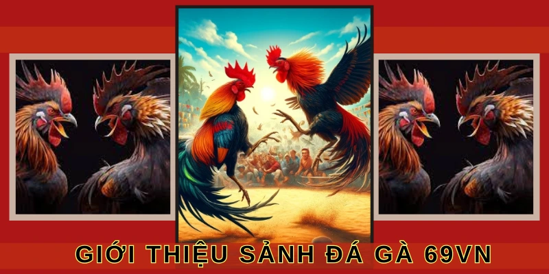 Đá gà 69VN chính là thiên đường dành cho hàng nghìn tay chơi
