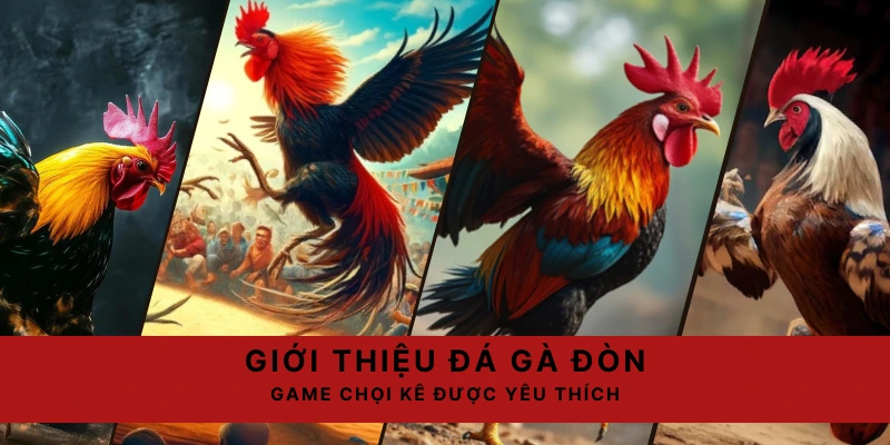 Chọi gà đòn là hình thức chọi được yêu thích trên nhà cái 69VN