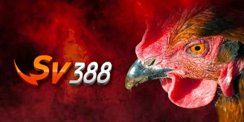 Thông tin chung về sảnh SV388 trực tiếp đá gà