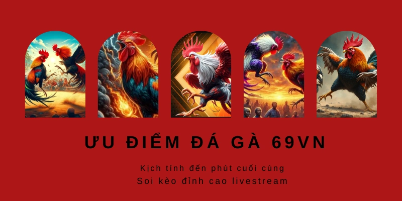 Những ưu điểm thu hút hội viên soi kèo chiến kê trên 69VN